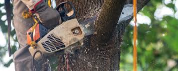 Best Tree Cabling and Bracing  in Madera Acres, CA