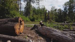Best Lot and Land Clearing  in Madera Acres, CA