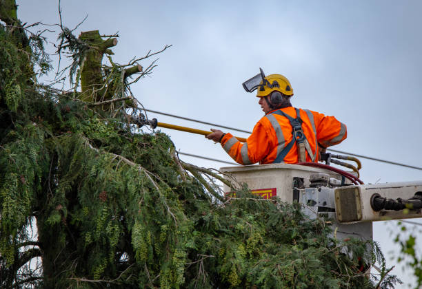 Best Utility Line Clearance  in Madera Acres, CA
