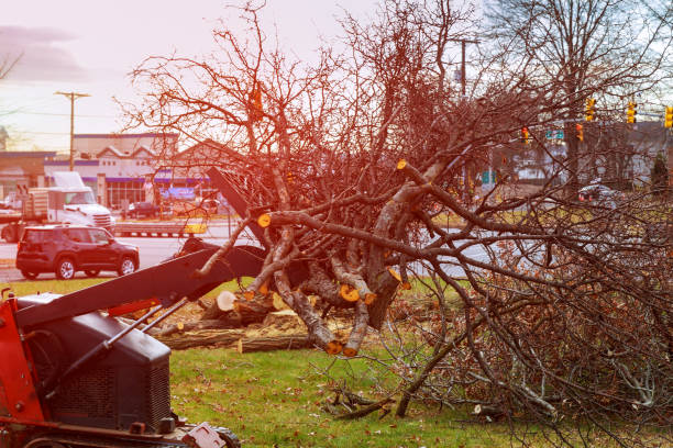 Best Arborist Consultation Services  in Madera Acres, CA