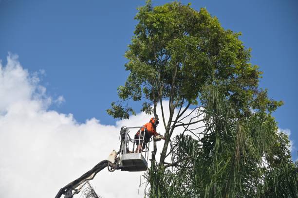 Best Fruit Tree Pruning  in Madera Acres, CA