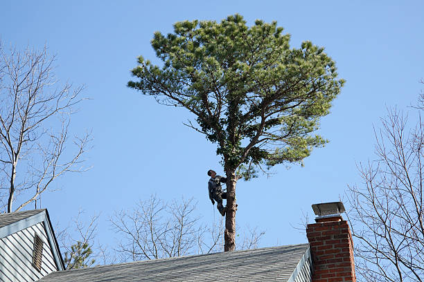 Best Commercial Tree Services  in Madera Acres, CA