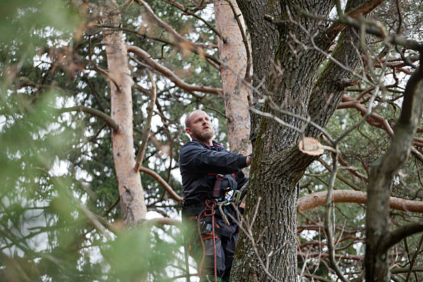 Trusted Madera Acres, CA Tree Care Experts