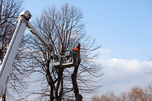 Best Aeration Services  in Madera Acres, CA