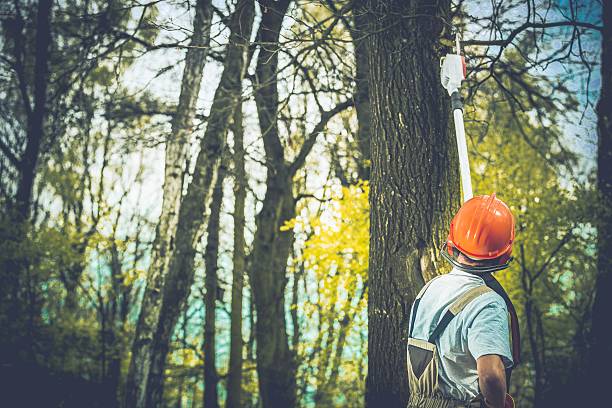 How Our Tree Care Process Works  in  Madera Acres, CA
