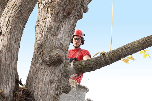 Best Lawn Maintenance Plans  in Madera Acres, CA