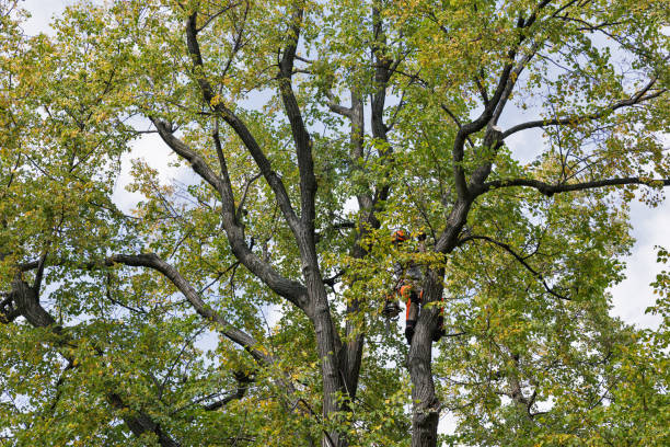 Best Hazardous Tree Removal  in Madera Acres, CA